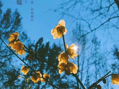 -杭州植物园