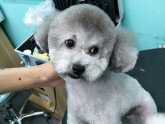 -宠伴小精灵宠物店(鼓楼店)