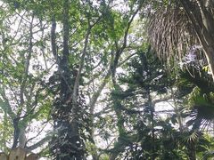 -瑞丽独树成林风景区