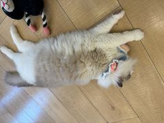 -Let's go狗咖·猫咖·奶狗·桌游(春熙路IFS店)