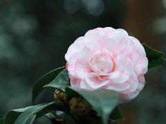 -中国科学院华南植物园