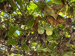 -尚果生态采摘园