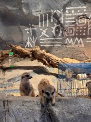 -Zoolung Zoolung动物主题公园(海信广场店)