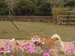 -艾米稻香小镇