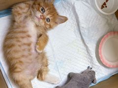 -天津前进宠物医院(前进道店)