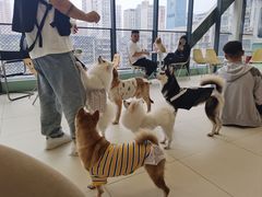 -怪兽屋·羊驼·猫咖·狗咖(俊华广场店)