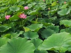 -莲花池公园