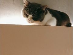 -猫儿山۰猫主题餐厅