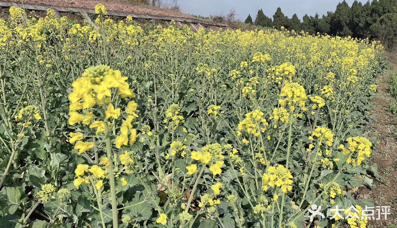 春天来了，吉祥如意报到