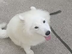 -宠物寄养训练学校