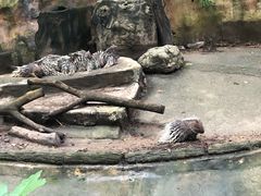 -清迈夜间动物园