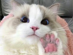 -五里关火锅(上海鑫耀·光环Live店)