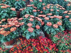 -祥源·阜阳生态乐园