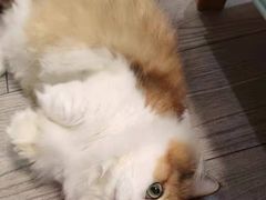 -猫十亿·布偶金渐层·曼基康矮脚猫舍(青年路店)