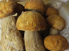 美味牛肝菌-菌之家野生菌火锅