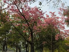 -南国桃园旅游度假区