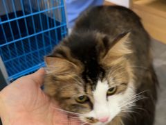 -东莞宠友24H宠物中心医院·转诊夜诊·异宠(新河北路院)