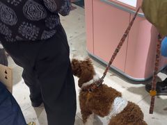 -FAELING PETS美天灵宠物(合生汇店)
