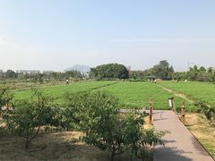 -田园东方蜜桃村的田野营地