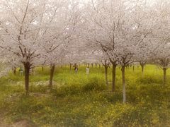 -古柏渡飞黄旅游区