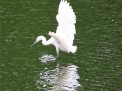 -重庆彩云湖湿地公园