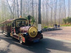 -合肥滨湖国家森林公园