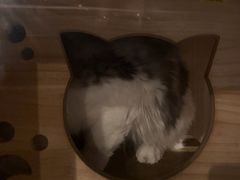-Mr.Fox狐狸先生超级密室(南山店)