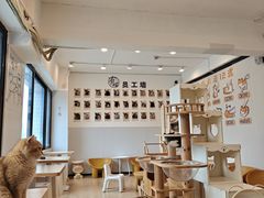 -有喵·猫咖·狗咖·30几只猫10只小狗(岗厦店)