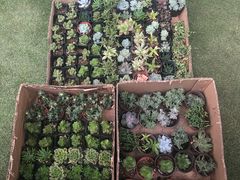 -秀丽东方