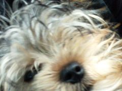 -纳吉亚猫专科动物诊疗中心(蒋宅口分院)