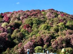 -贵州百里杜鹃风景名胜区