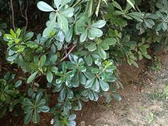 -糖糖冰粉(凤城三路总店)