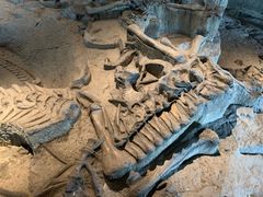 -自贡恐龙博物馆