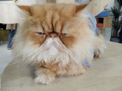 -Heymao猫咖.咖啡厅(东门店)