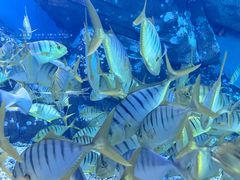 -泉城欧乐堡海洋极地世界