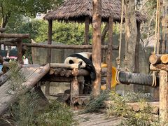 -上海野生动物园