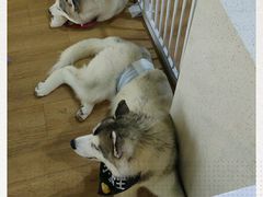 -Husky Go! 哈士奇体验馆·宠物咖啡厅狗咖