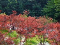 -广州市帽峰山景区