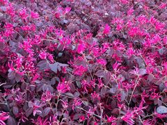 android_upload_pic-高东镇樱花园