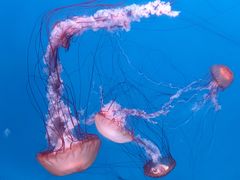 -大连老虎滩海洋公园