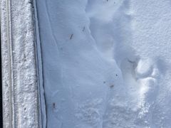 -长白山华美胜地滑雪场