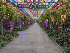 -南宫五洲植物乐园