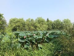 -长兴太湖图影湿地文化园