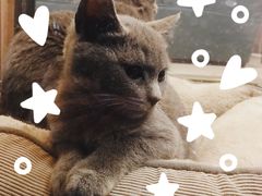 -吉丁鸟咖·异宠·寄养