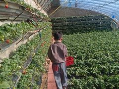 -大自然农场蔬菜草莓采摘园