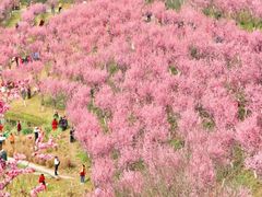 -南山植物园
