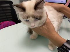 -宠福鑫康馨动物医院·骨科·眼科