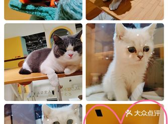 可爱的猫咪能有什么坏心思，我们使劲吸猫就行了
