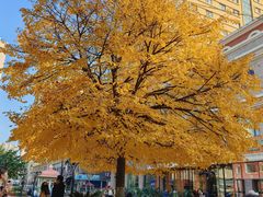 -晓军麻辣面馆