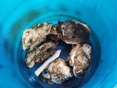 -蓝湾碧波·老字号·疍家非遗海上餐厅